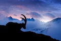 Alpine Ibex, animal in nature rock habitat, France. Twilight night in the high mountain. Ibex silhouette with dark evening clouds