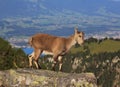 Alpine ibex baby on Mt Niederhorn