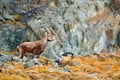 Alpine Ibex, Capra ibex, with autumn orange larch tree in hill background, National Park Gran Paradiso, Italy. Autumn landscape wi Royalty Free Stock Photo