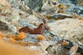 Alpine Ibex, Capra ibex, with autumn orange larch tree in hill background, National Park Gran Paradiso, Italy. Autumn landscape wi Royalty Free Stock Photo