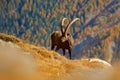 Alpine Ibex, Capra ibex, with autumn orange larch tree in hill background, National Park Gran Paradiso, Italy. Autumn landscape wi Royalty Free Stock Photo