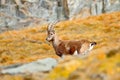 Alpine Ibex, Capra ibex, with autumn orange larch tree in hill background, National Park Gran Paradiso, Italy. Autumn landscape Royalty Free Stock Photo