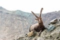 Alpine Ibex Capra ibex, Gran Paradiso National Park, Italy Royalty Free Stock Photo