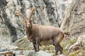 Alpine Ibex Capra ibex, Gran Paradiso National Park, Italy Royalty Free Stock Photo