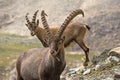 Alpine Ibex Capra ibex, Gran Paradiso National Park, Italy Royalty Free Stock Photo