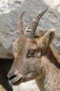 Alpine ibex, capra Ibex Royalty Free Stock Photo