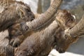 Alpine ibex, capra Ibex Royalty Free Stock Photo