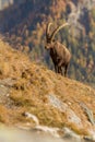 Alpine Ibex, Capra ibex, with autumn orange larch tree in background, National Park Gran Paradiso, Italy. Autumn in the mountain