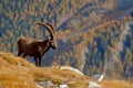 Alpine Ibex, Capra ibex, with autumn orange larch tree in hill background, National Park Gran Paradiso, Italy. Autumn landscape wi Royalty Free Stock Photo