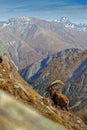 Alpine Ibex, Capra ibex, with autumn orange larch tree in hill background, National Park Gran Paradiso, Italy. Autumn landscape wi Royalty Free Stock Photo