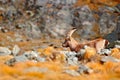 Alpine Ibex, Capra ibex, with autumn orange larch tree in hill background, National Park Gran Paradiso, Italy. Autumn landscape wi Royalty Free Stock Photo