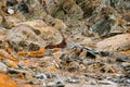 Alpine Ibex, Capra ibex, with autumn orange larch tree in hill background, National Park Gran Paradiso, Italy. Autumn landscape wi Royalty Free Stock Photo