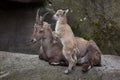 Alpine ibex Capra ibex ibex. Royalty Free Stock Photo