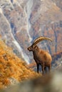 Alpine Ibex, Capra ibex ibex, with autumn orange larch tree in background, horned animal in the rock mountain nature habitat, Nati