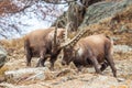 Alpine ibex (Capra ibex) males fighting