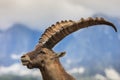 Alpine ibex (Capra ibex) in Mont Blanc, France Royalty Free Stock Photo