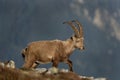 Alpine ibex, capra ibex, steinbock, bouquetin, ibex