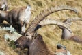 Alpine Ibex Capra ibex.