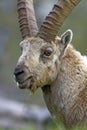 Alpine ibex Capra ibex winter, natural alpine environment, Gran Paradiso National Park, Italy. Royalty Free Stock Photo