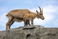 Alpine ibex Capra ibex, mother and child