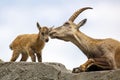 Alpine ibex Capra ibex, mother and child animals