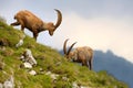 Alpine ibex - Capra Ibex pasturing and mating and dueling in Slovenian Alps. Typical horned animal of the high mountains Royalty Free Stock Photo