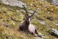 Alpine ibex (capra ibex) in Vanoise national park, french alps Royalty Free Stock Photo