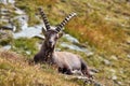 Alpine ibex (capra ibex) in Vanoise national park, french alps Royalty Free Stock Photo