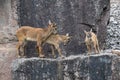 Alpine Ibex (Capra ibex).