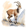 Alpine ibex in cartoon style. Cute Little Cartoon Ibex isolated on white background. Watercolor drawing, hand-drawn Ibex in Royalty Free Stock Photo