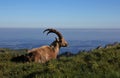 Alpine ibex enjoying the morning sun Royalty Free Stock Photo