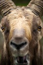 Alpine Ibex Extreme close-up of face. Royalty Free Stock Photo