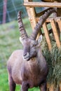 Alpine Ibex by the feeding ground Royalty Free Stock Photo