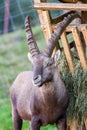 Alpine Ibex by the feeding ground