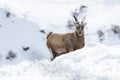 An Alpine Ibex in the French Alps , France