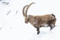 An Alpine Ibex in the French Alps , France