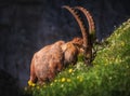 Alpine Ibex in the Julian Alps Royalty Free Stock Photo