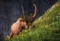 Alpine Ibex in the Julian Alps Royalty Free Stock Photo