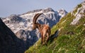 Alpine Ibex in the Julian Alps Royalty Free Stock Photo