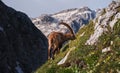 Alpine Ibex in the Julian Alps Royalty Free Stock Photo