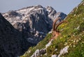 Alpine Ibex in the Julian Alps Royalty Free Stock Photo