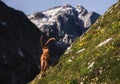 Alpine Ibex in the Julian Alps Royalty Free Stock Photo