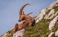 Alpine Ibex in the Julian Alps Royalty Free Stock Photo