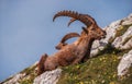 Alpine Ibex in the Julian Alps Royalty Free Stock Photo