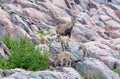 Alpine ibex with kids