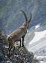 Alpine ibex male looking into valley Royalty Free Stock Photo