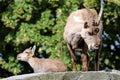 Alpine ibex Royalty Free Stock Photo