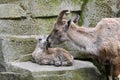 Alpine ibex mother with child