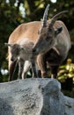 Alpine ibex mother with its young