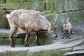 Alpine ibex mother with newborn
